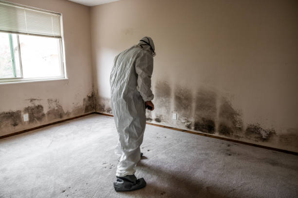 Best Water Damage & Mold Remediation  in Martinez, CA